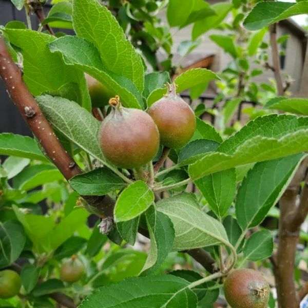 Fast Growing Trees 5-in-1 Apple Tree Review