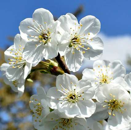 Fast-Growing Trees Bing Cherry Tree Review