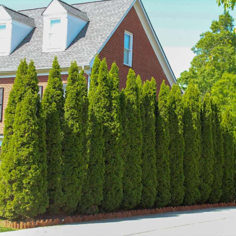Fast Growing Trees Emerald Green Arborvitae Review