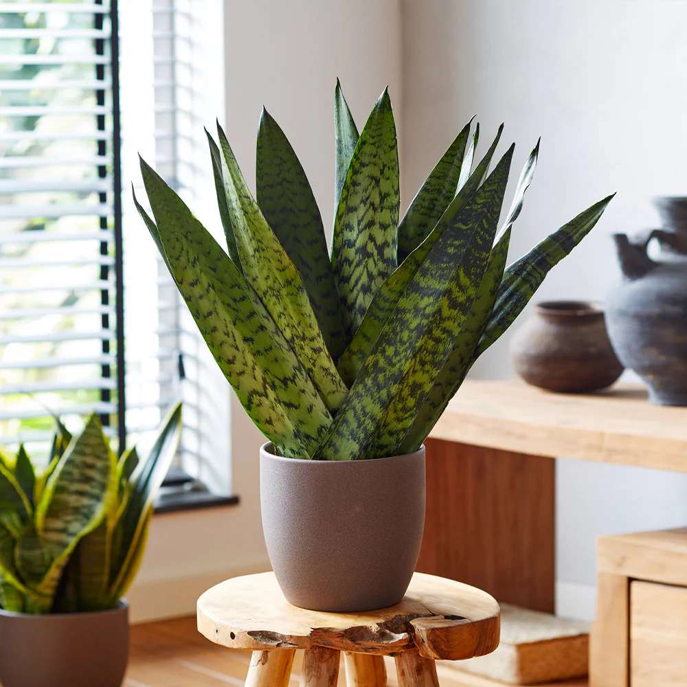 Fast Growing Trees Snake Plant Review